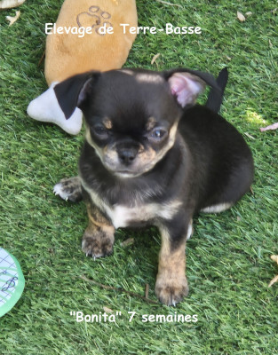 BONITA