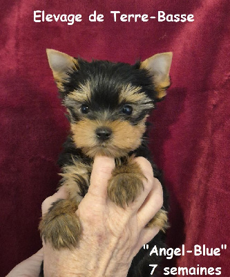 ANGEL BLUE