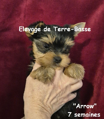 ARROW