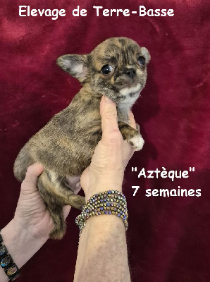 AZTEQUE