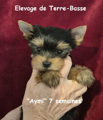 AMY