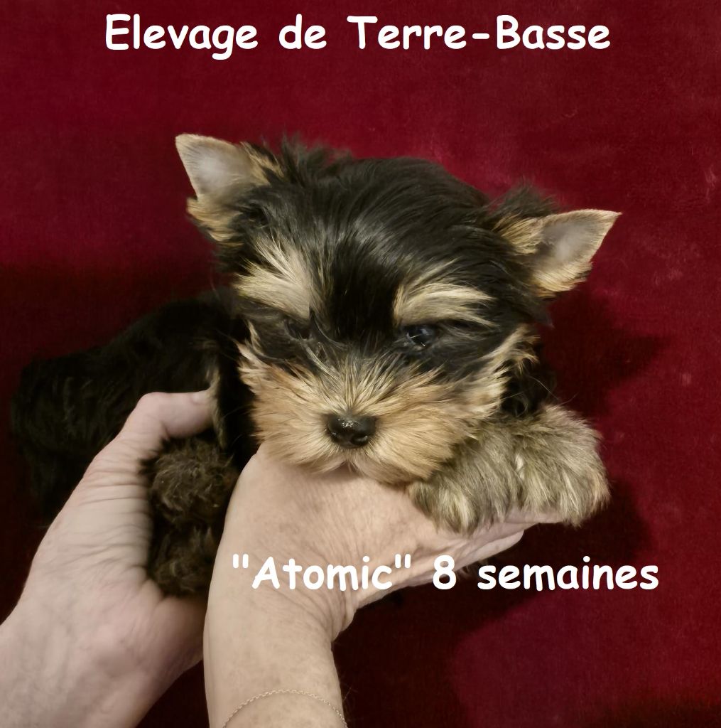 de terre basse - Chiots disponibles - Yorkshire Terrier