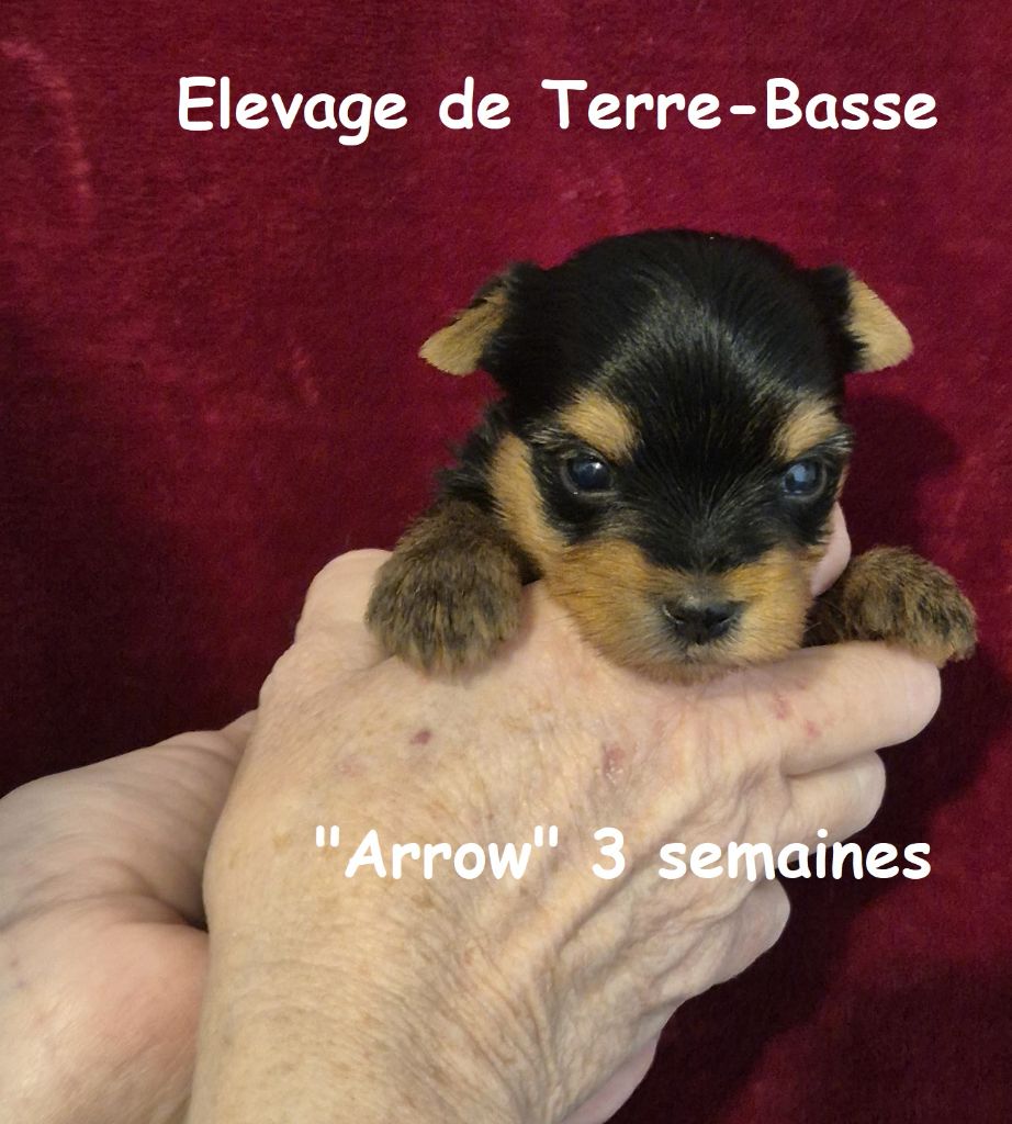 de terre basse - Chiots disponibles - Yorkshire Terrier